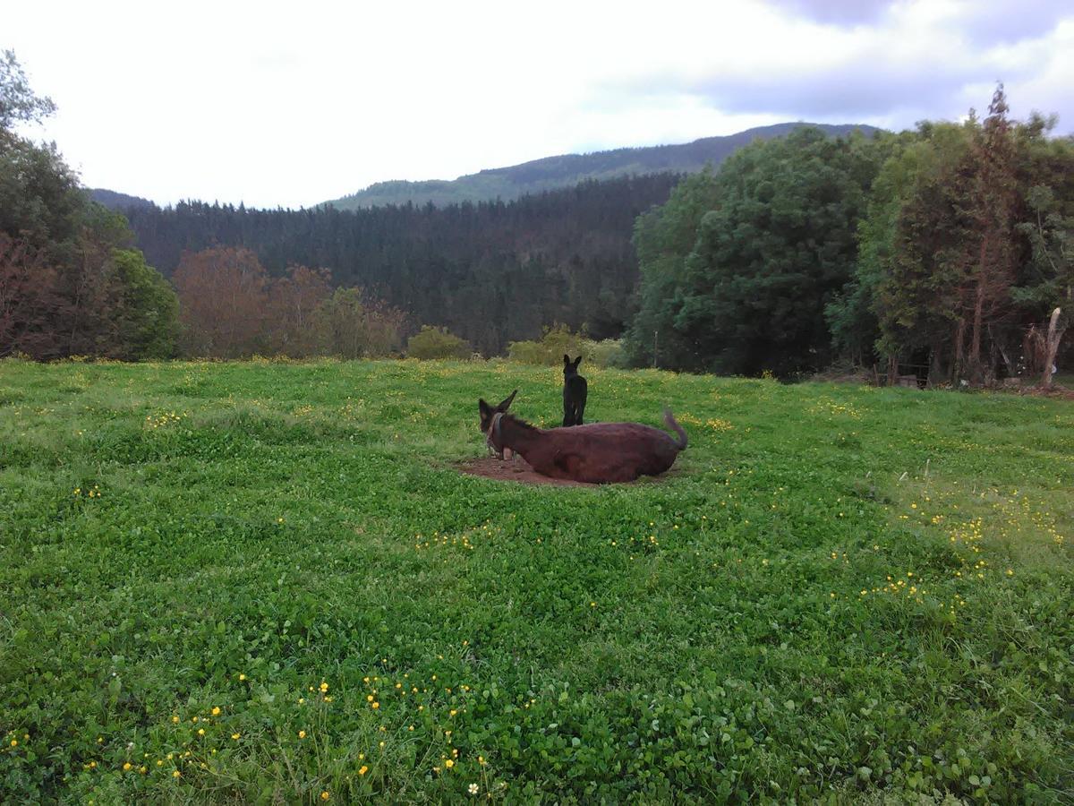 Agroturismo Pagoederraga Orio Zewnętrze zdjęcie