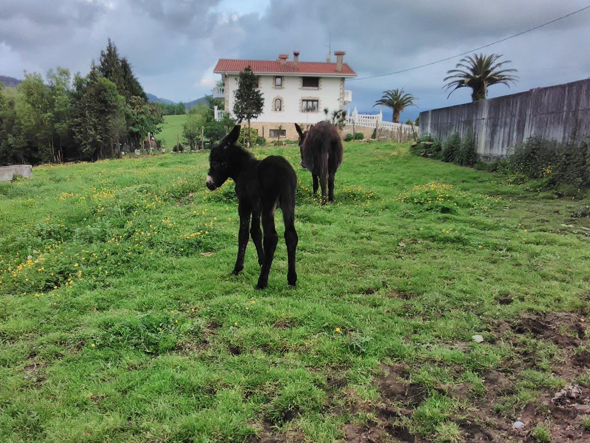 Agroturismo Pagoederraga Orio Zewnętrze zdjęcie