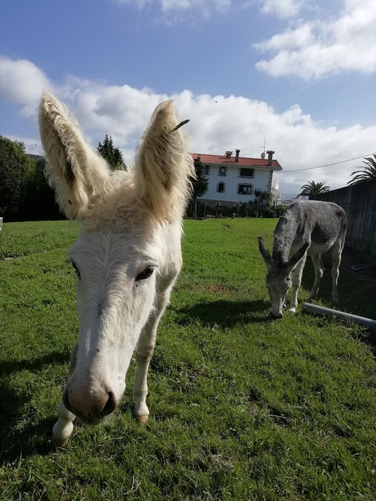 Agroturismo Pagoederraga Orio Zewnętrze zdjęcie