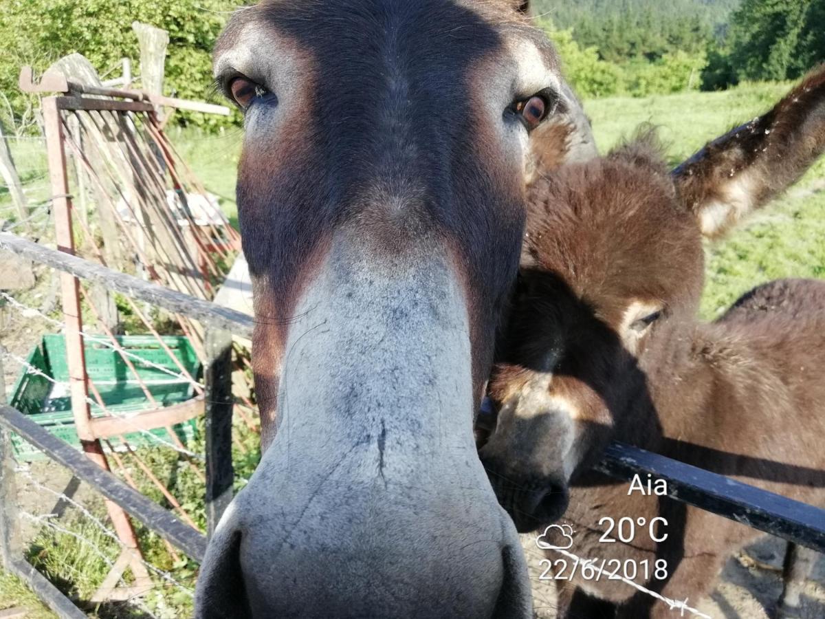 Agroturismo Pagoederraga Orio Zewnętrze zdjęcie